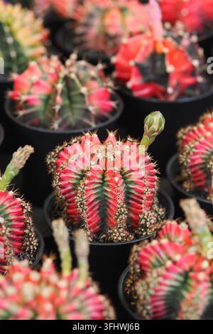Cactacee di diversi tipi in vasi neri esposti in un vivaio Foto Stock