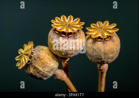Teste di papavero asciutte su sfondo scuro, pronte per la raccolta Foto Stock
