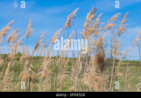 Alte piume di giunchi secchi con delicate teste di semi dorate contro un cielo blu brillante. Foto Stock