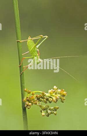 Cavallette macchiato (Leptophyes punctatissima) Foto Stock