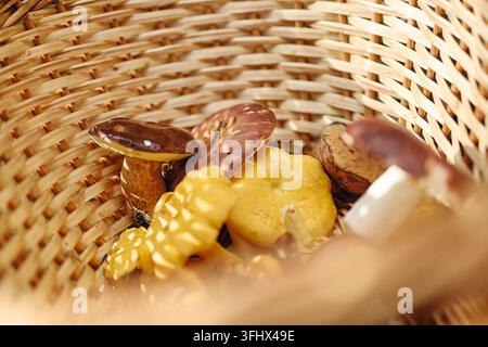 Funghi selvatici commestibili freschi in un cesto di vimini dopo la raccolta Foto Stock