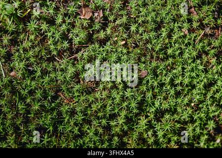 Lussuoso motivo di muschio verde a forma di stella che cresce sul terreno della foresta Foto Stock