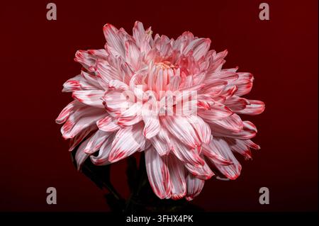 Crisantemo a ragnatela rosa e bianco su uno sfondo rosso intenso Foto Stock