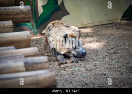 Iena maculata sdraiata profondamente addormentata su terreno sabbioso Foto Stock