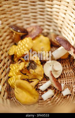 Funghi selvatici commestibili freschi disposti in un cesto di vimini all'aperto Foto Stock
