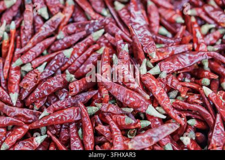 Primo piano di un mucchio di peperoncini rossi essiccati, in particolare peperoncini di Tianjin (peperoncini del cielo) Foto Stock