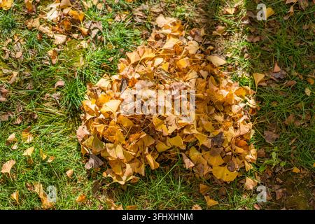 Mucchio di foglie dorate di ginkgo sull'erba autunnale Foto Stock