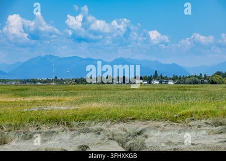 Vasta palude verde si estende verso lontane montagne blu sotto un cielo luminoso, parco Garry Point, Richmond, BC, Canada Foto Stock