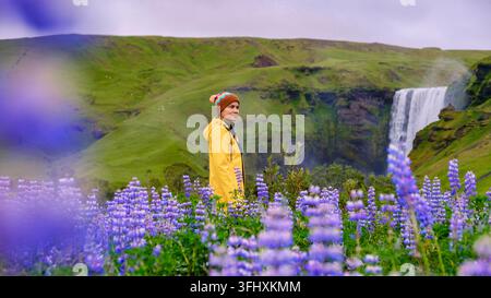 Un tranquillo paesaggio islandese mette in mostra una giovane donna con una giacca gialla luminosa che si erge tra i vivaci lupini viola. Cascata Skogafoss Foto Stock