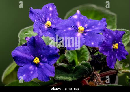 Fiori di viola africani stellati con gocce di rugiada su sfondo verde Foto Stock