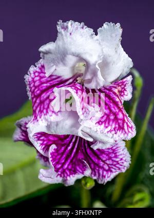Una lussureggiante foto macro verticale di due fiori di Streptocarpus con profonde venature viola e bordi bianchi morbidi, in contrasto luminoso con un smoot Foto Stock