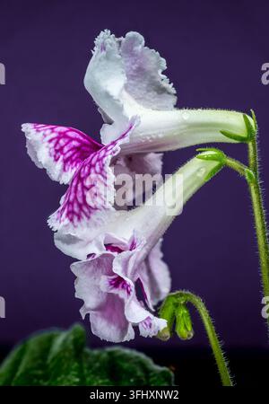Una lussureggiante foto macro verticale di due fiori di Streptocarpus con profonde venature viola e bordi bianchi morbidi, in contrasto luminoso con un smoot Foto Stock