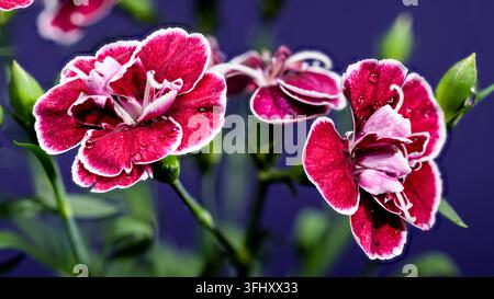 Garofani rosso scuro e rosa in contrasto con uno sfondo viola drammatico Foto Stock