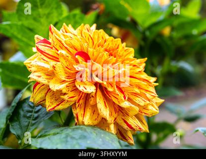 Fiore di dalia giallo vivace con macchie rosse in un giardino soleggiato Foto Stock