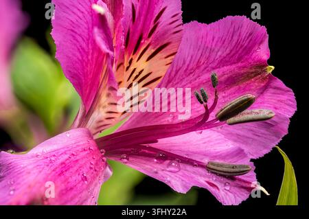 Splendida Alstroemeria rosa giglio peruviano su sfondo nero Foto Stock
