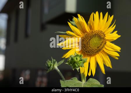 Girasole giallo brillante in piena fioritura con boccioli non aperti su uno sfondo sfocato, Kelowna, Columbia Britannica, Canada Foto Stock