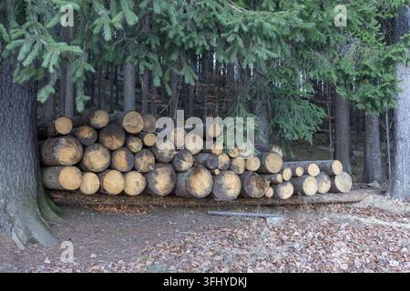 Tronchi di legno marrone abbattuti ammucchiati in una foresta di abeti, che illustrano le pratiche commerciali di raccolta del legname e la bellezza organica di una natura selvaggia tranquilla Foto Stock