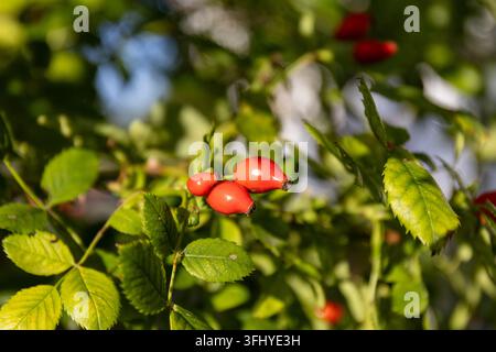 Rossetti rossi maturi su un ramo di cespuglio, autunno, primo piano. Foto Stock