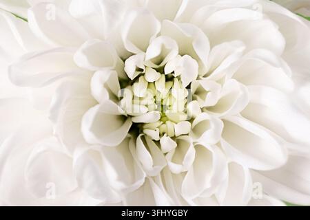 Macro estrema prima di texture di petali di fiore di crisantemo bianco Foto Stock
