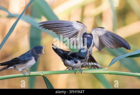 Rondine comune, Hirundo rustica. Un uccello adulto nutre un pulcino, un secondo uccello aspetta il suo turno Foto Stock