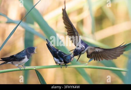 Rondine comune, Hirundo rustica. Un uccello adulto nutre un pulcino, un secondo uccello aspetta il suo turno Foto Stock