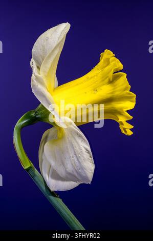 narcisi primaverili freschi con rugiada mattutina. La tromba gialla e i petali bianchi si distinguono su uno sfondo viola solido in questa macro ad alta risoluzione Foto Stock