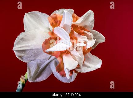 Foto macro di un narciso doppio con petali bianchi a strati e un centro arancione brillante. Vista dettagliata delle gocce d'acqua su una sorgente che fiorisce contro un solo Foto Stock