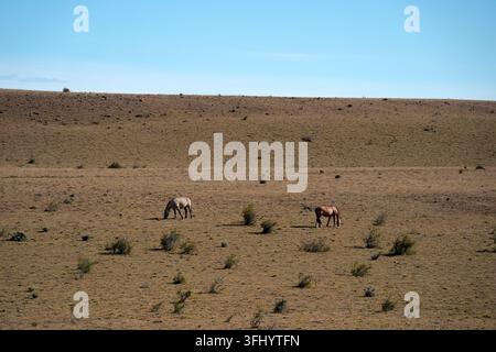 Due cavalli, uno grigio e l'altro sauro, pascolano su una terra secca e rada della steppa patagonica vicino a El Calafate, Argentina. Foto Stock