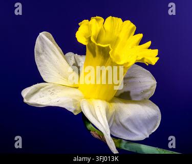 narcisi primaverili freschi con rugiada mattutina. La tromba gialla e i petali bianchi si distinguono su uno sfondo viola solido in questa macro ad alta risoluzione Foto Stock