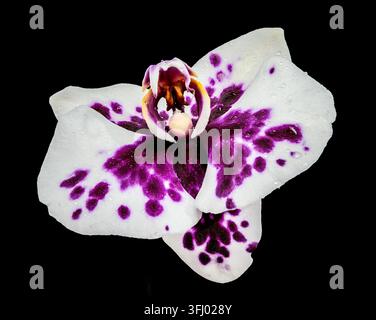Orchidea bianca con macchie viola isolate su sfondo nero Foto Stock