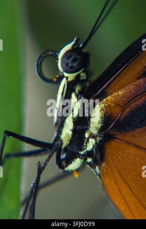 010-102023-38 Foto Stock