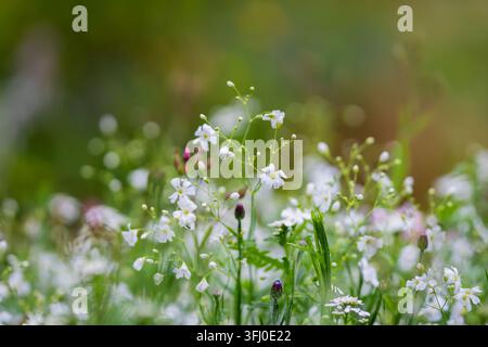 Gypsophila elegans, comunemente nota come gipsofila annuale o gipsofila vistosa, con delicate fiori bianchi a forma di stella su steli sottili e ramificati. Foto Stock