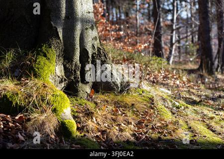 Il muschio verde brillante si aggrappa a un antico tronco d'albero che si innalza da un suolo di foglie secche cadute, evocando un'atmosfera pacifica di natura selvaggia e stagionale Foto Stock