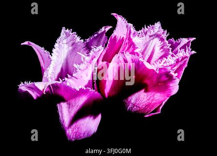 Tre tulipani violacei sfrangiati con gocce d'acqua su sfondo nero Foto Stock