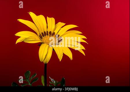 Bellissima gazania tesoro gialla con gocce d'acqua su sfondo rosso Foto Stock