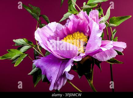 Macro primo piano di un fiore di peonia arborea rosa-viola contro uno sfondo rosso intenso Foto Stock