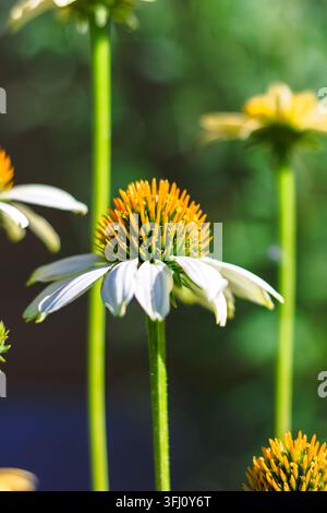 Primo piano verticale di una vibrante fiori di coneflower bianco e giallo in un giardino illuminato dal sole, con messa a fuoco nitida sul centro strutturato del fiore, steli verde brillante Foto Stock