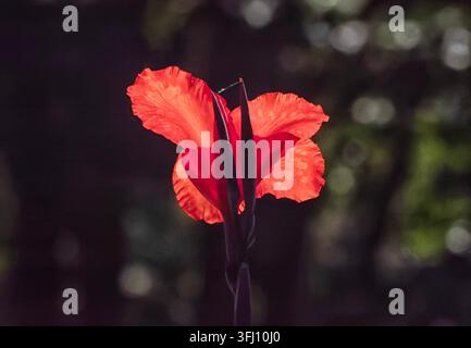 Un fiore di canna rosso acceso (Canna indica). Foto Stock