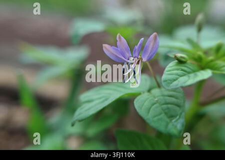Colpo macro di una fioritura selvatica viola di Cleome rutidosperma su uno stelo verde e frondoso Foto Stock