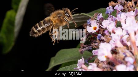 Immagine macro di un'ape che raccoglie polline e nettare su un cespuglio di Buddleia rosa Foto Stock