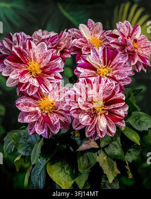 Gruppo di Dahlia a righe rosse e bianche su sfondo verde Foto Stock