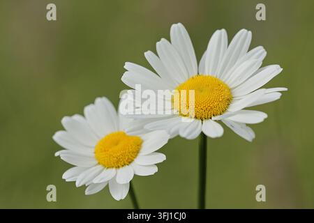 Margherita comune (Leucanthemum vulgare) Foto Stock