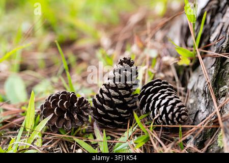 Tre pigne di dimensioni diverse riposano alla base di un tronco d’albero tra l’erba verde e gli aghi di pino caduti sul suolo della foresta Foto Stock