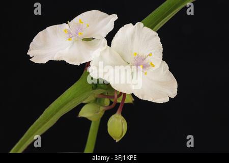 Verdura bianca (Tradescantia x andersoniana innocenza) Foto Stock