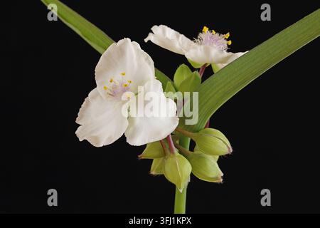 Verdura bianca (Tradescantia x andersoniana innocenza) Foto Stock
