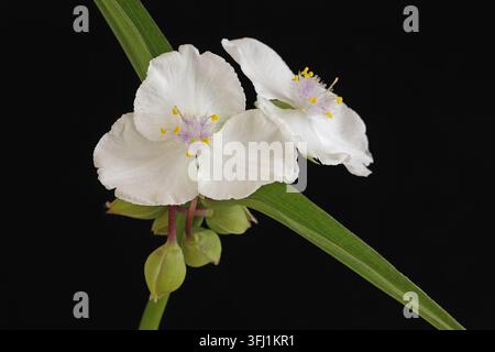 Verdura bianca (Tradescantia x andersoniana innocenza) Foto Stock