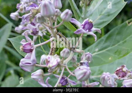 Close-up ad alta risoluzione che cattura una singolare crisalide a motivi striati che si muove su petali di fiori tropicali viola corona in un prato selvatico Foto Stock