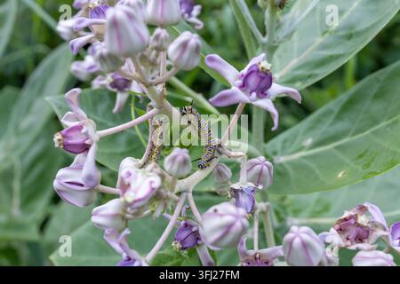Close-up ad alta risoluzione che cattura una singolare crisalide a motivi striati che si muove su petali di fiori tropicali viola corona in un prato selvatico Foto Stock