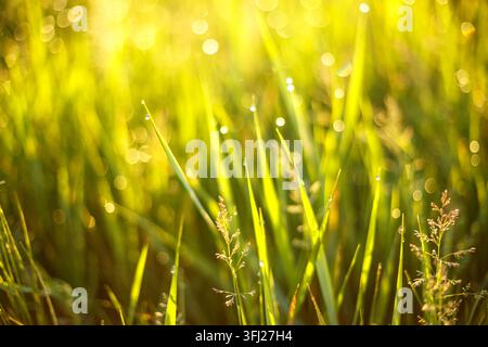 Erba verde fresca con gocce di rugiada mattutina nella luce dorata del sole Foto Stock