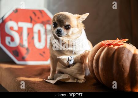 Un piccolo chihuahua a pelo corto vestito con un costume da mummia spettrale e un ragno giocattolo Foto Stock